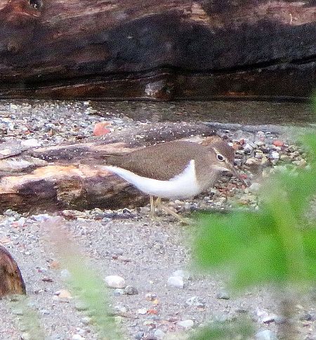 Piro-piro piccolo  - Monica Carabella