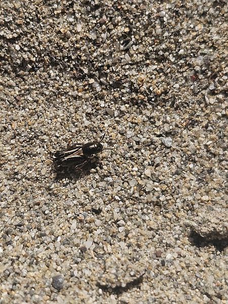 Xya variegata  - Caspar Jung