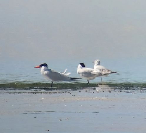 Sterne caspienne  - Paul Buntfuß