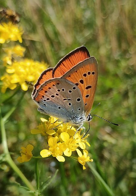 Lycaena dispar  - Marco Cortemiglia