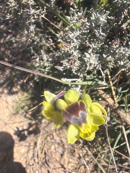Ophrys bilunulata  - David Vilasís Boix