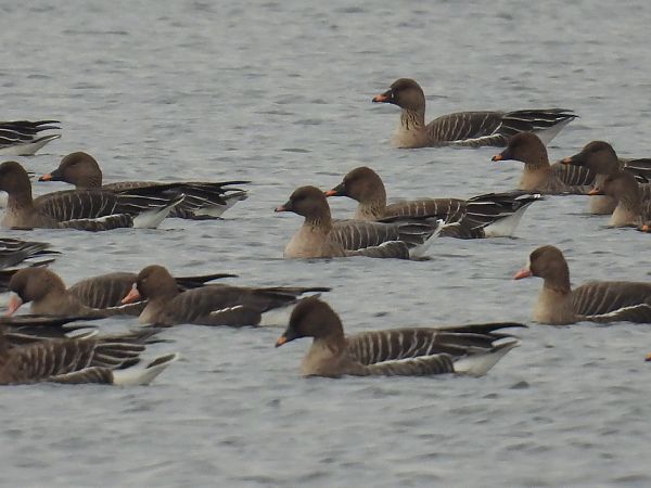 gęś krótkodzioba  - Kacper Mikulski