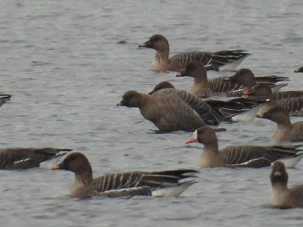 gęś krótkodzioba  - Kacper Mikulski