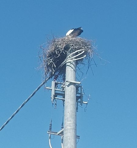 Cicogna bianca  - Lorenza Venturini