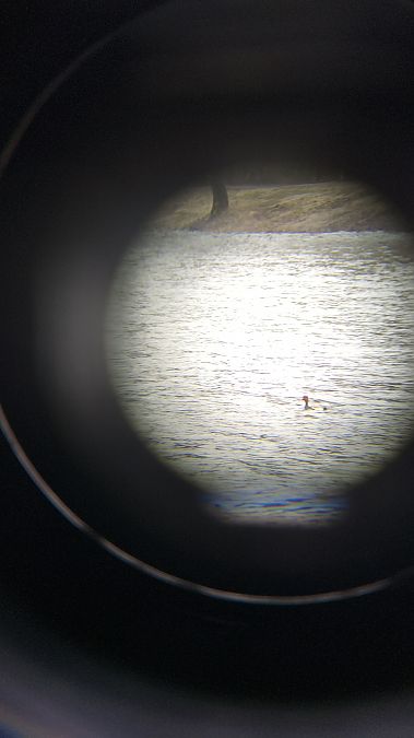 Kolbenente  - Mateusz Mazurczak