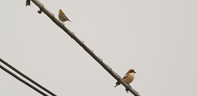 Averla capirossa  - Giuseppe Di Lieto