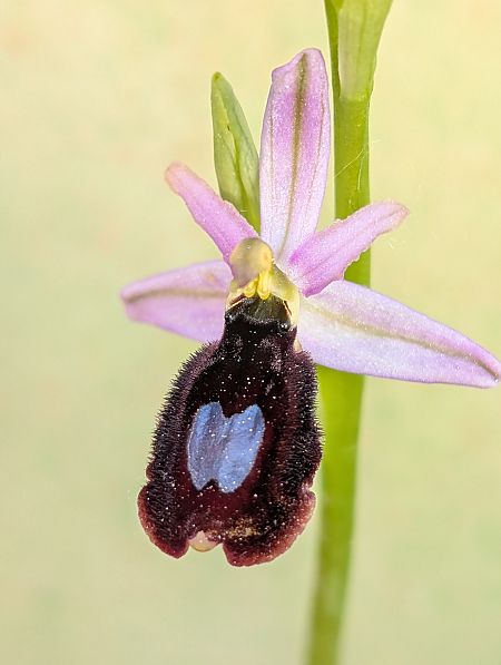 Ophrys bertolonii  - Delarbre Sébastien
