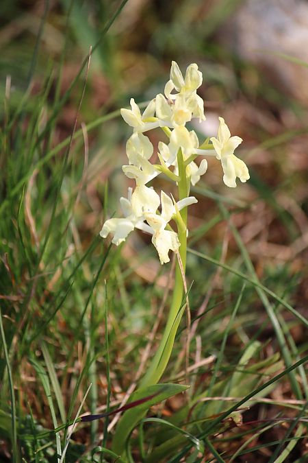 Orchis provincialis  - Philippe Altot