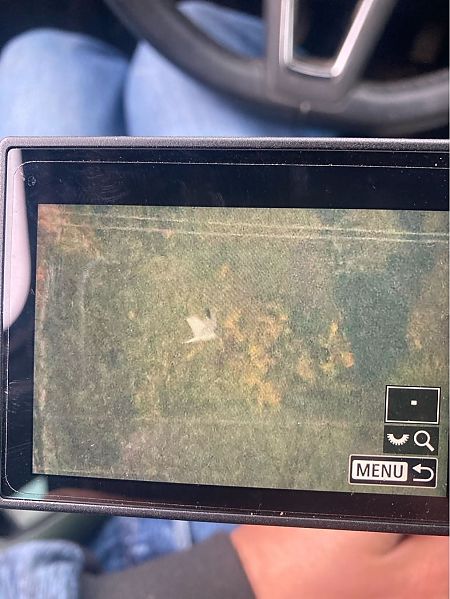 Busard pâle  - Andreas Tiefenbach