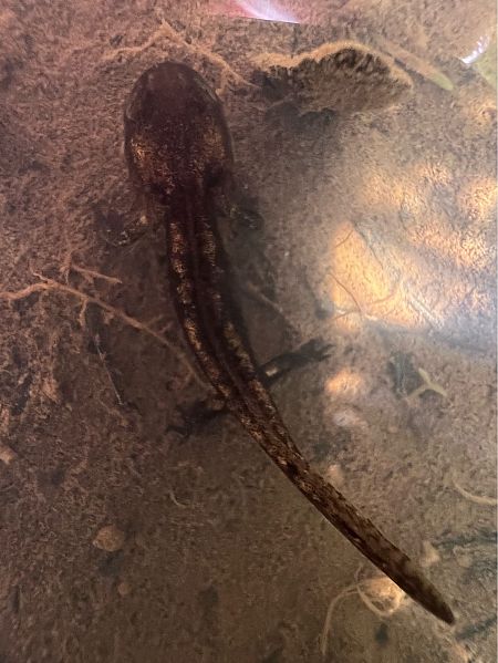 Dragoitxo arrunt  - Esther Lopez