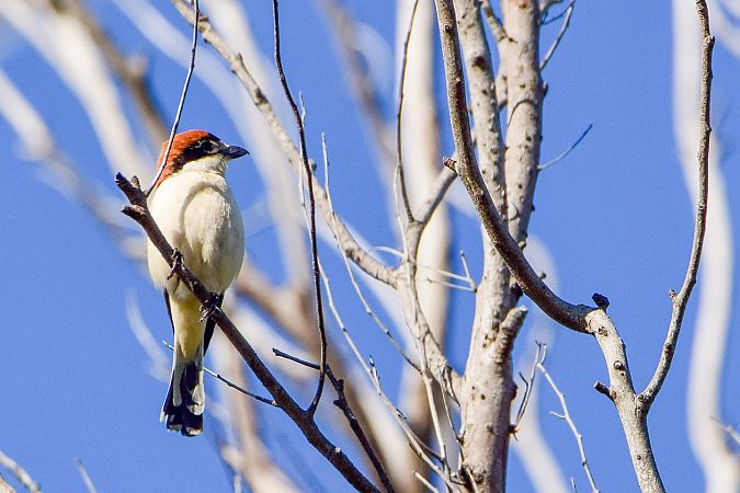 Capsigrany  - Freddy Rivas