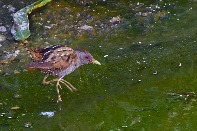 Rascletó  - Freddy Rivas