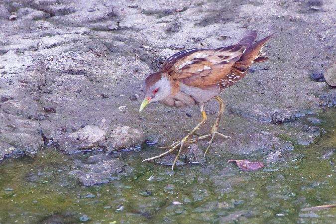 Rascletó  - Freddy Rivas