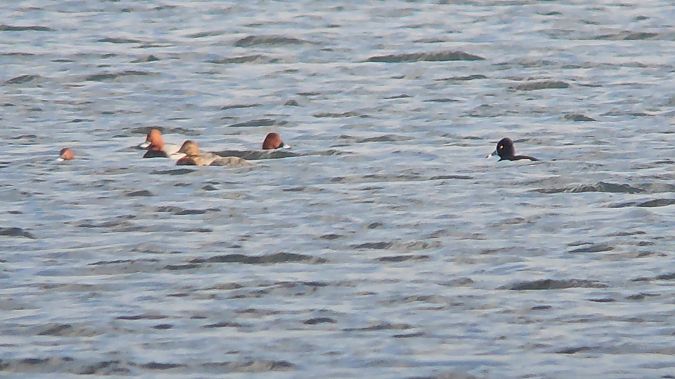 czerniczka  - Krzysztof Kajzer