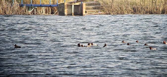 czerniczka  - Krzysztof Kajzer