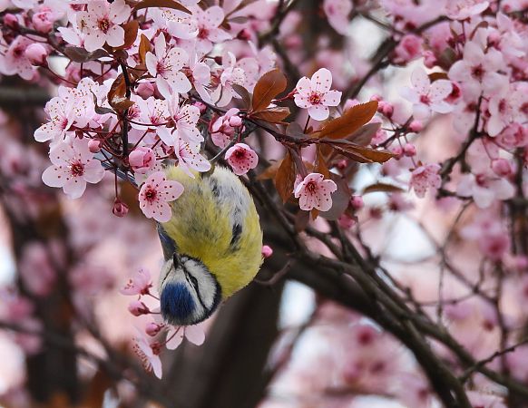modraszka  - Natalia Gorczowska