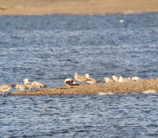 mewa żółtonoga (ssp. fuscus)  - Tomasz Zarzycki