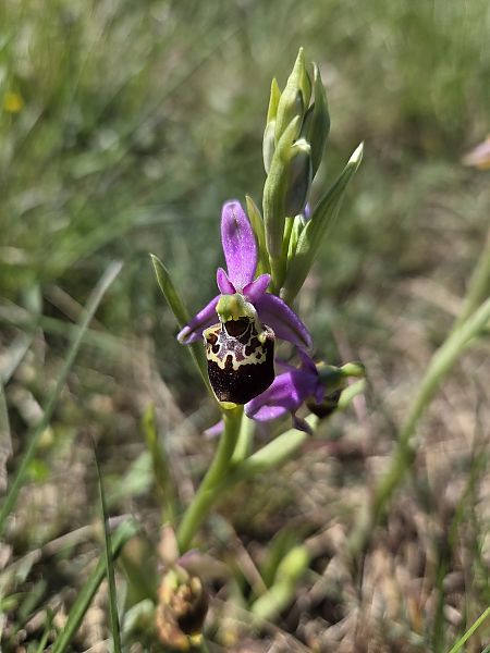 Ophrys fuciflora  - Antoine Albisson