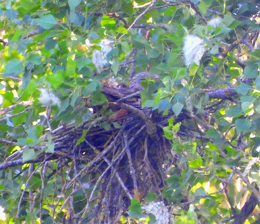 Nibbio reale  - Matteo Faggi