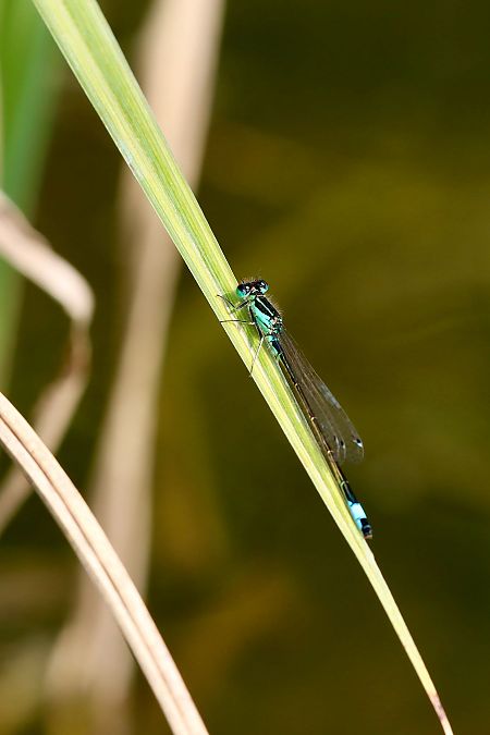 Ischnura elegans  - Andrea Galimberti