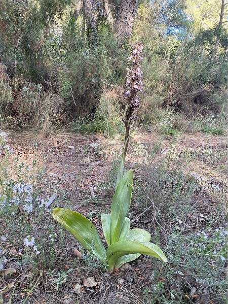 Himantoglossum robertianum  - Cesc Vidal Vilaseca