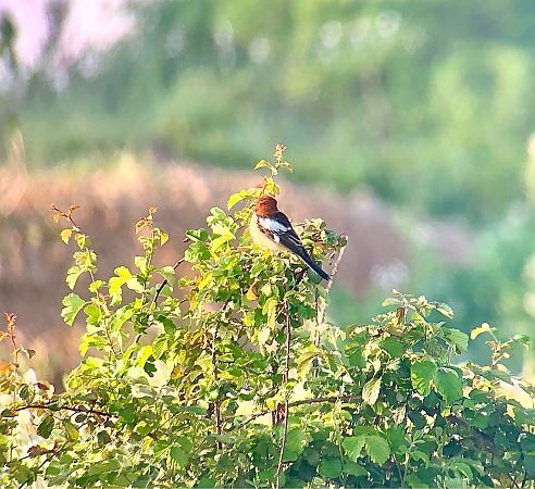 Capsigrany  - Ramon Prat Espelt