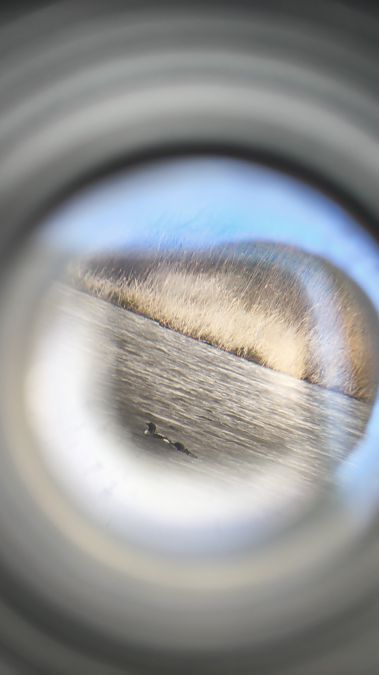 nur czarnoszyi  - Mateusz Mazurczak