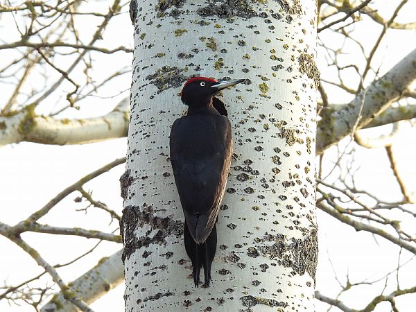 Schwarzspecht  - Kacper Mikulski
