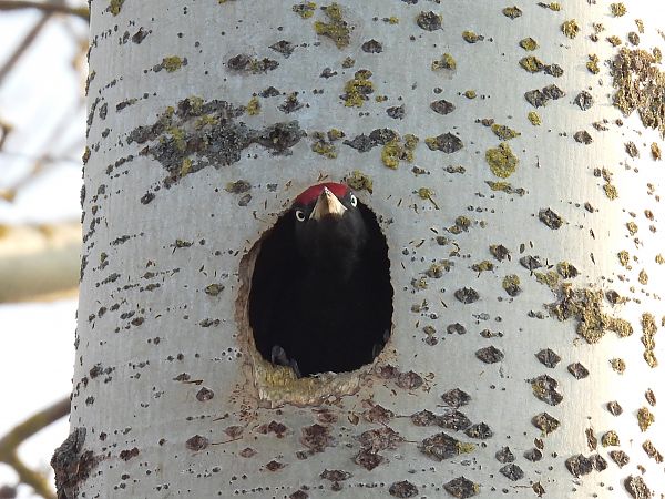 Pic noir  - Kacper Mikulski