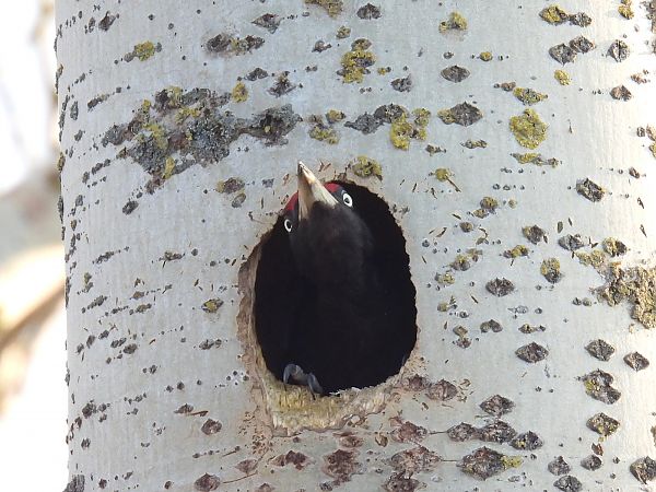 Pic noir  - Kacper Mikulski