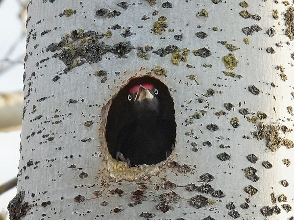 Pic noir  - Kacper Mikulski