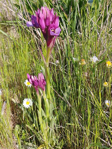 Anacamptis papilionacea var. expansa  - Gérard Joseph
