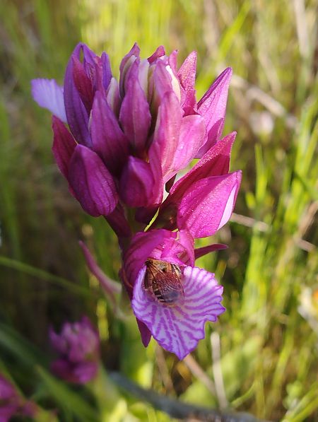 Anacamptis papilionacea var. expansa  - Gérard Joseph