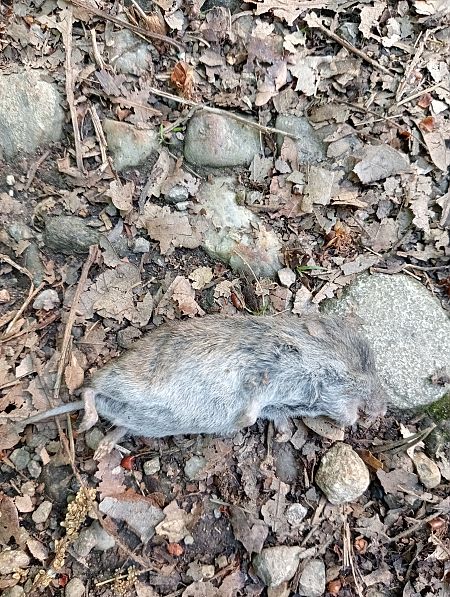 Crocidura sp.  - Walter Sassi