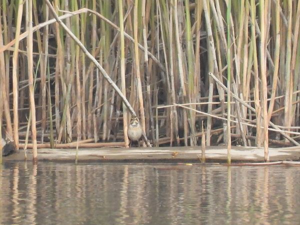 Pettazzurro  - Enrico Carta