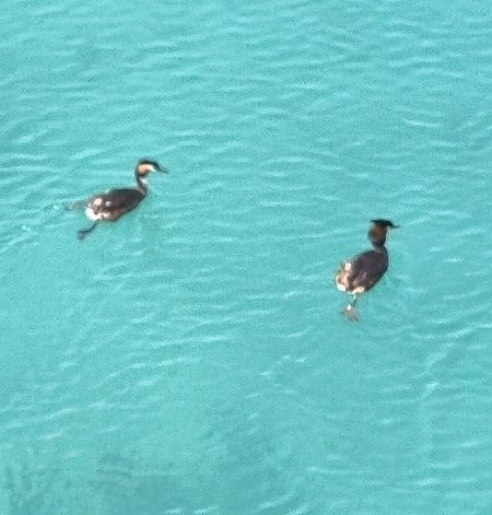 Svasso maggiore  - Johannes Freudenberger