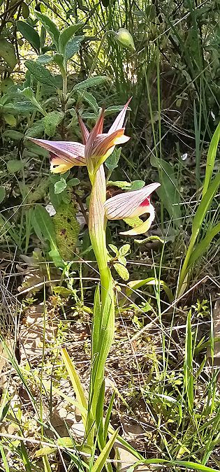 Serapias olbia  - Claire Perrachon