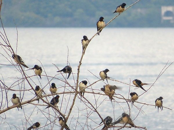 Rondine  - Monica Carabella