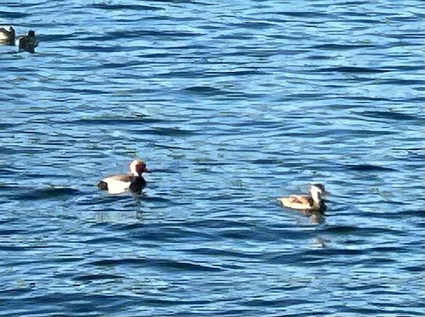 Fistione turco  - Katja Hüve