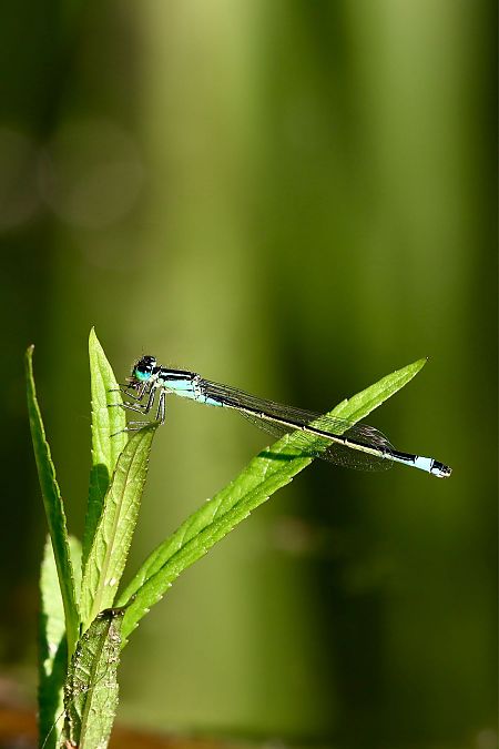 Große Pechlibelle  - Andrea Galimberti