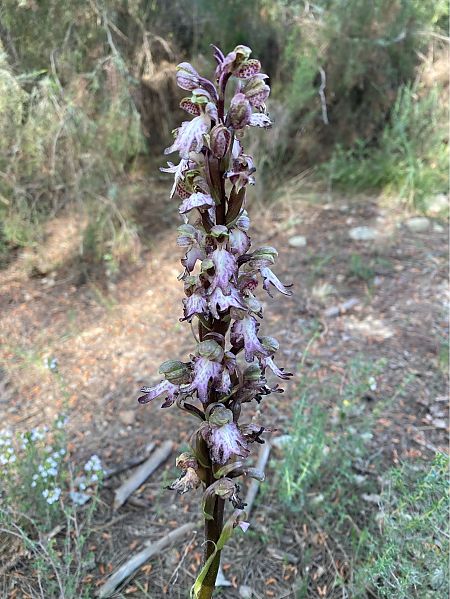 Himantoglossum robertianum  - Cesc Vidal Vilaseca