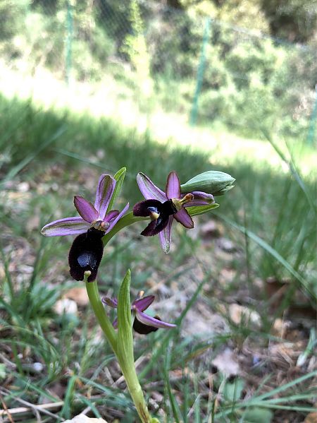 Ophrys bertolonii  - Marc Le Dorze