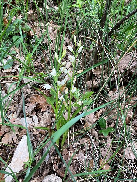 Cephalanthera longifolia  - Florent de Gasperis