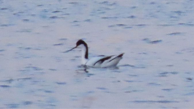 szablodziób  - Aleksandra Gehrmann-Bogdanowicz