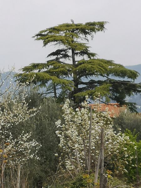 Airone cenerino  - Laura Bonanno