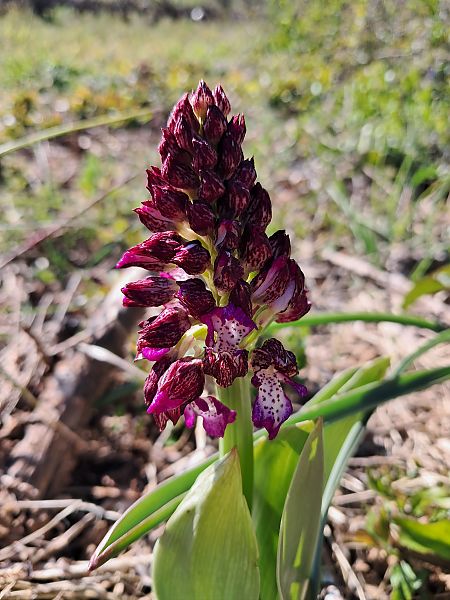Orchis purpurea  - Laurent Mazet