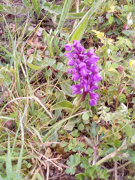 Anacamptis morio  - Thierry Deschatre