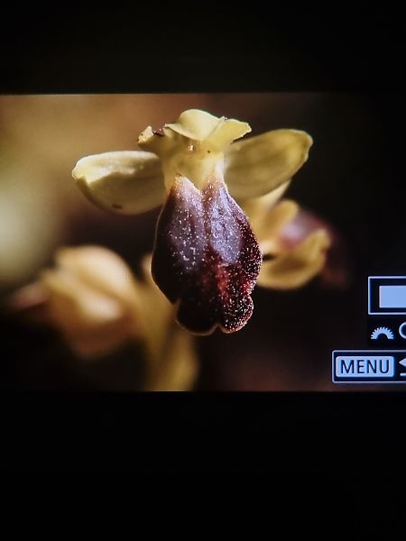 Ophrys bilunulata  - Anna Ollivier
