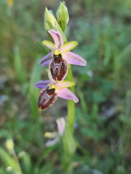 Ophrys splendida  - Christian Fleury
