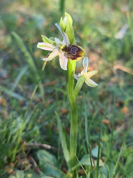 Ophrys splendida  - Christian Fleury